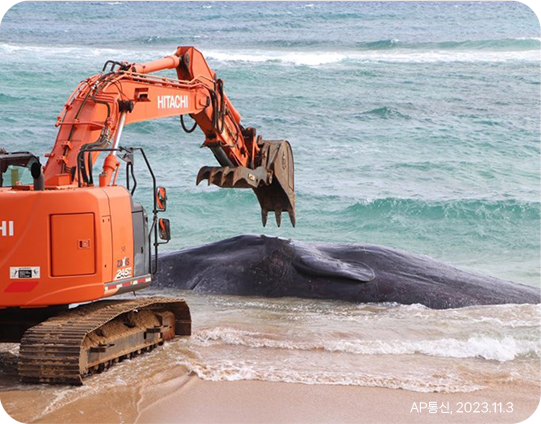코다(CODA) 해변에서 발견된 향유고래