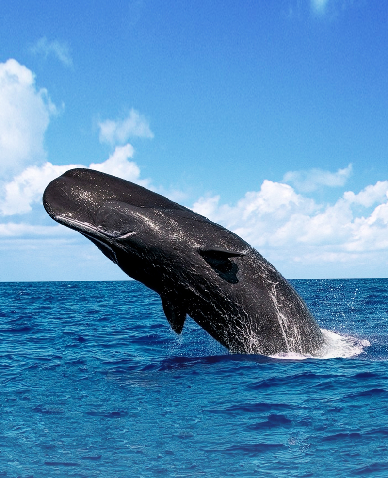 코다(CODA) 건강한 지구를 위한 활동