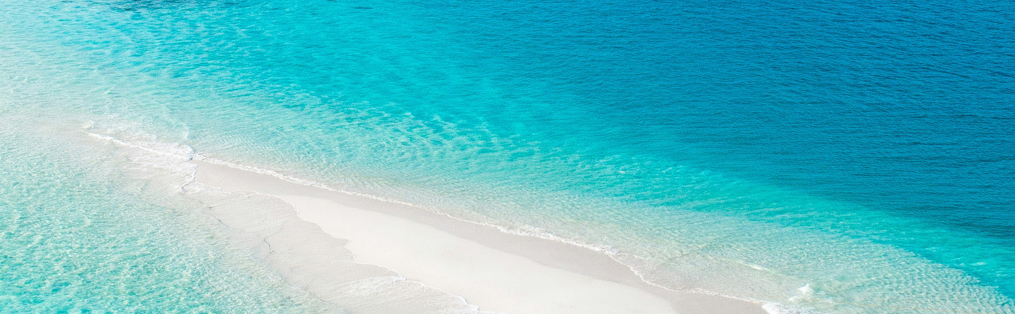 코다 더 알아보기